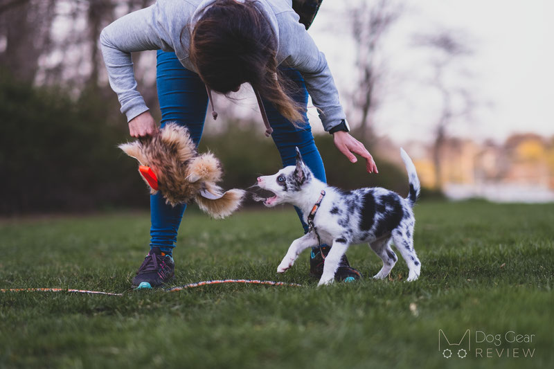  Dog and owner playing tug-of-war with a faux fur toy.