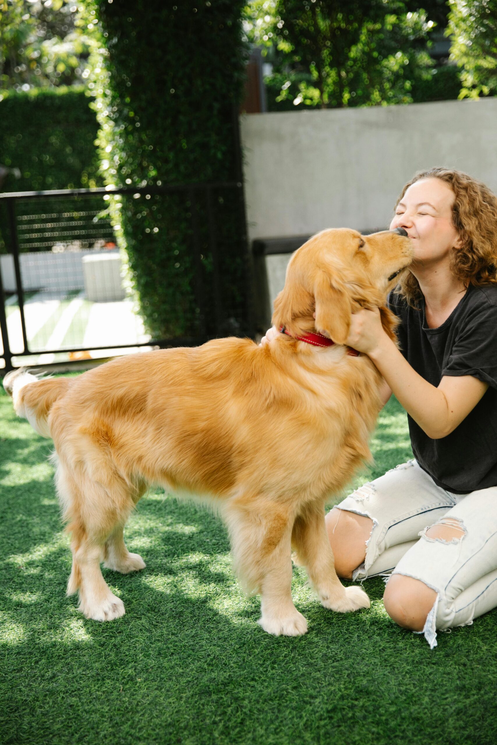 Golden Retrievers playing together on a playdate.