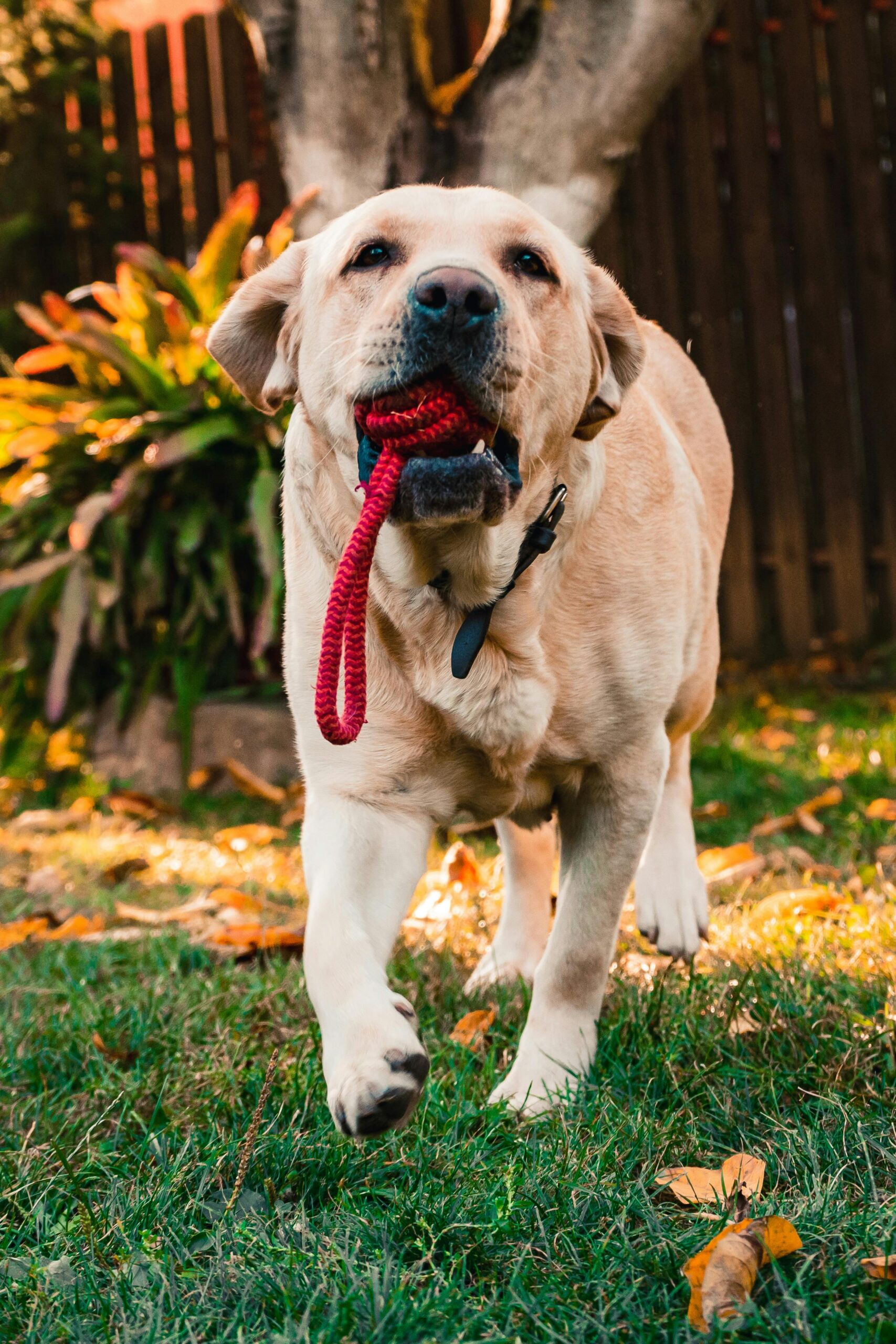 Dog happily playing with a hemp chew rope toy.