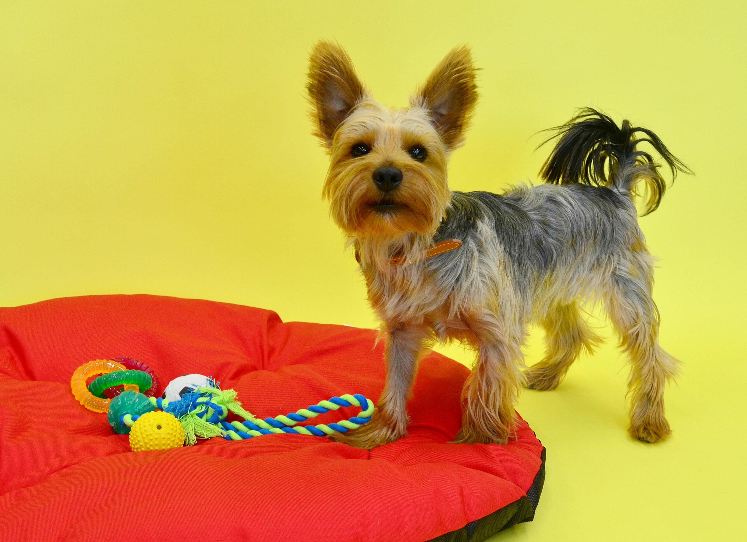 Affordable and durable chew toys for budget-conscious pet parents