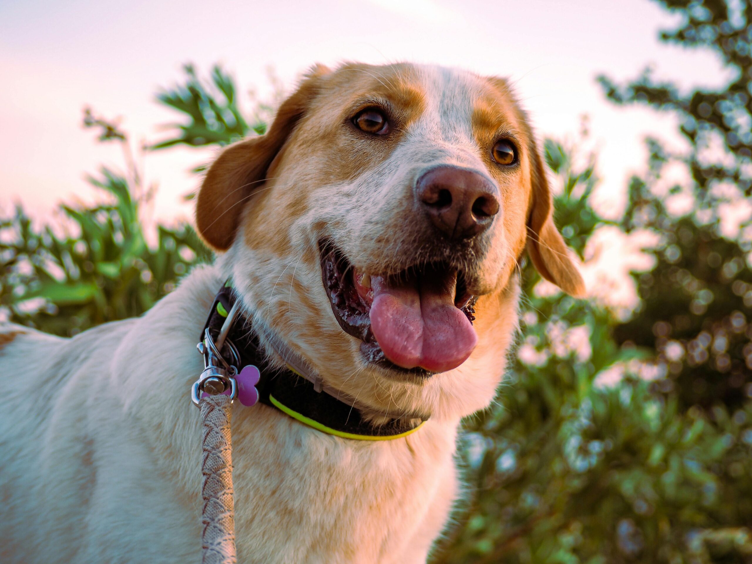 Eco-friendly dog leashes and collars made from sustainable materials