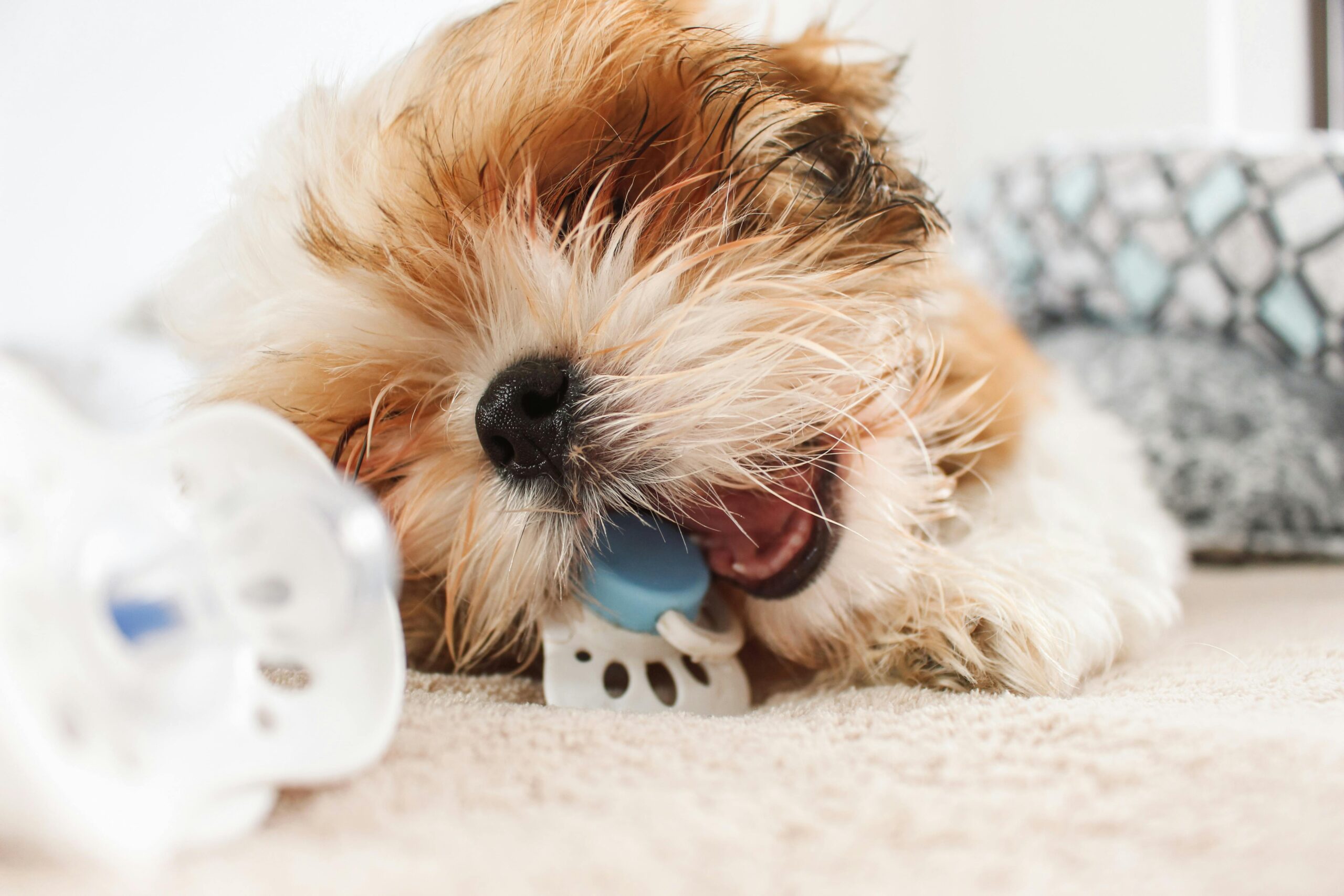 puppies enjoying their chew toys