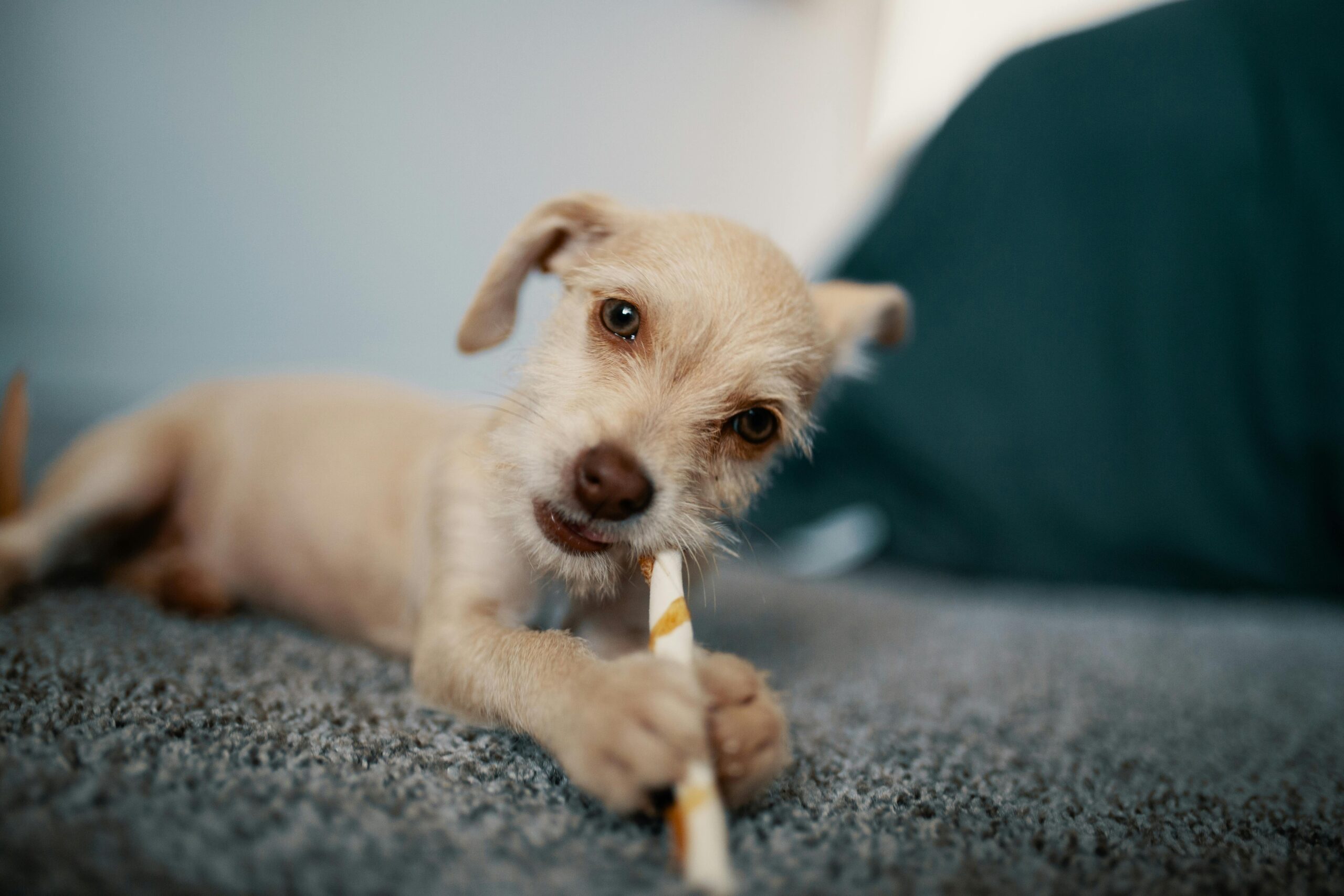 Dog chewing on a bamboo stick toy in the yard.