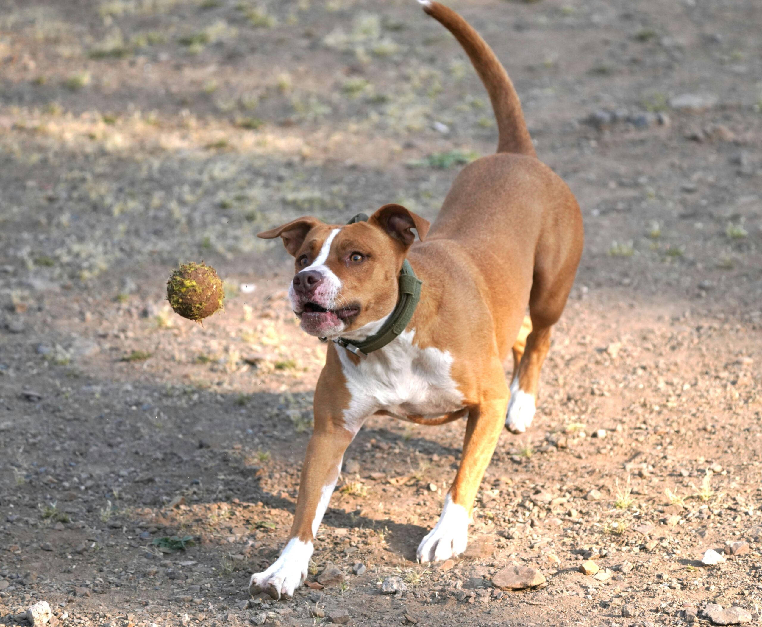  Dog chewing on a natural rubber ball outdoors.