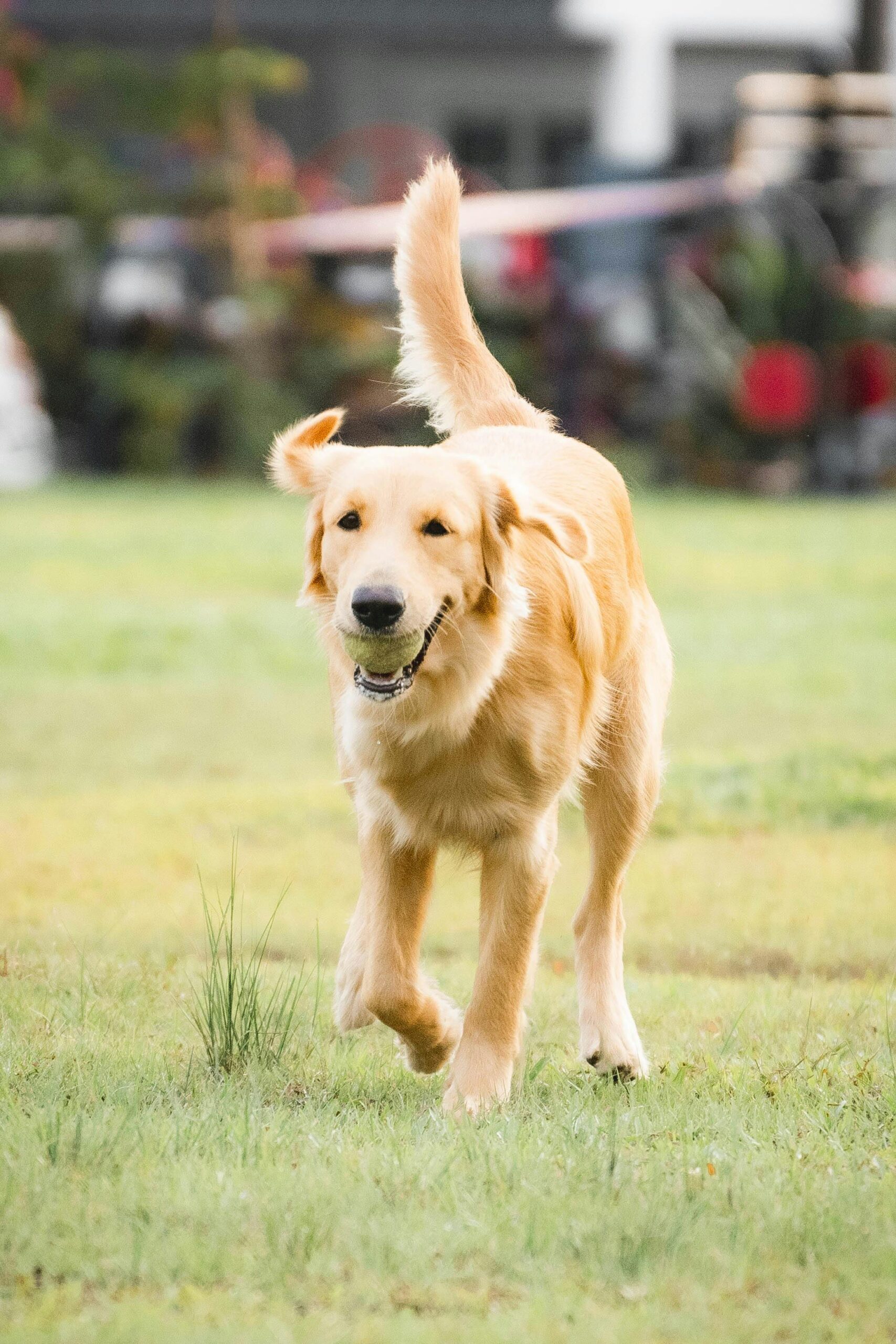 Golden Retriever playing fetch in a green park.