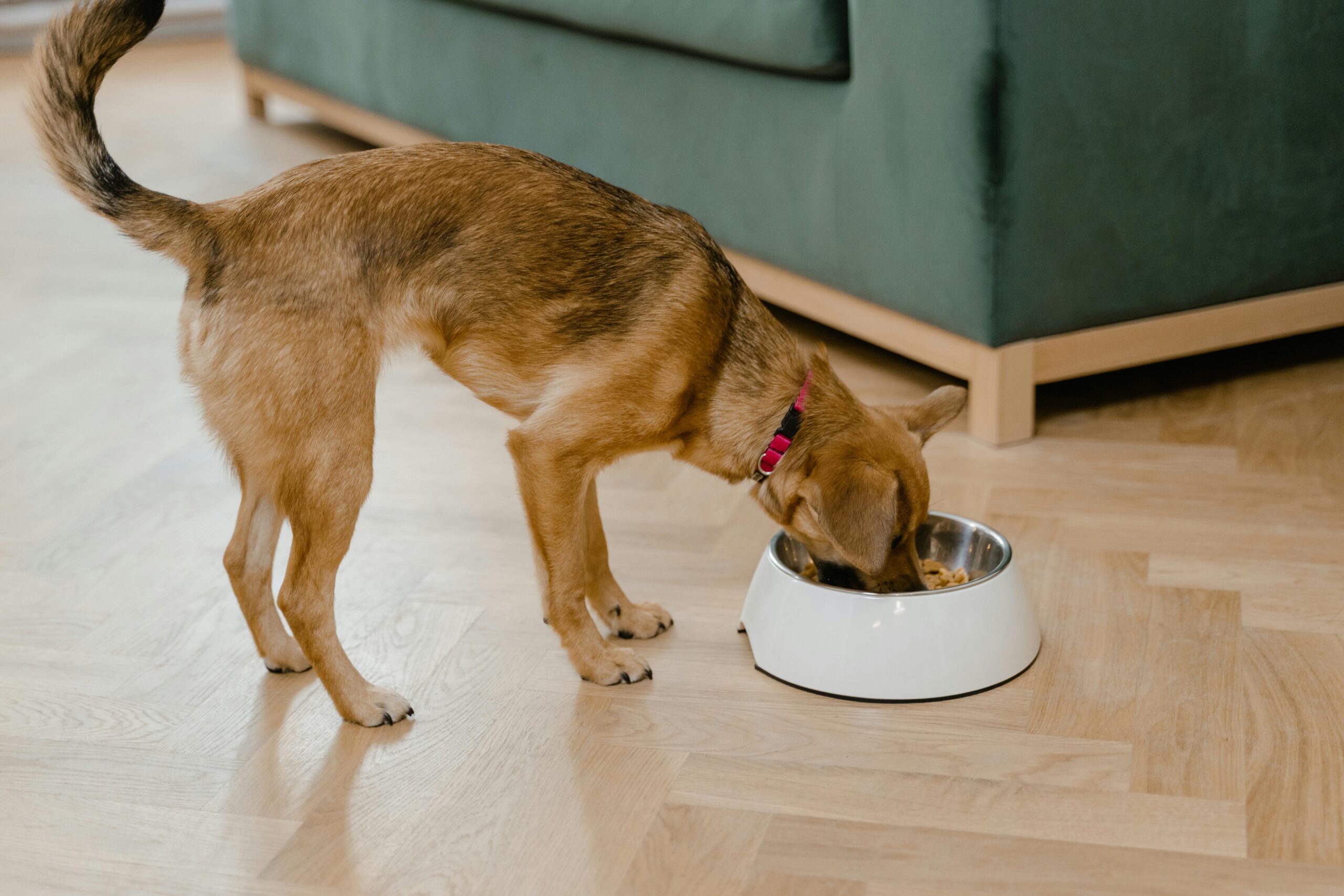 Dog eating sustainable dog food.