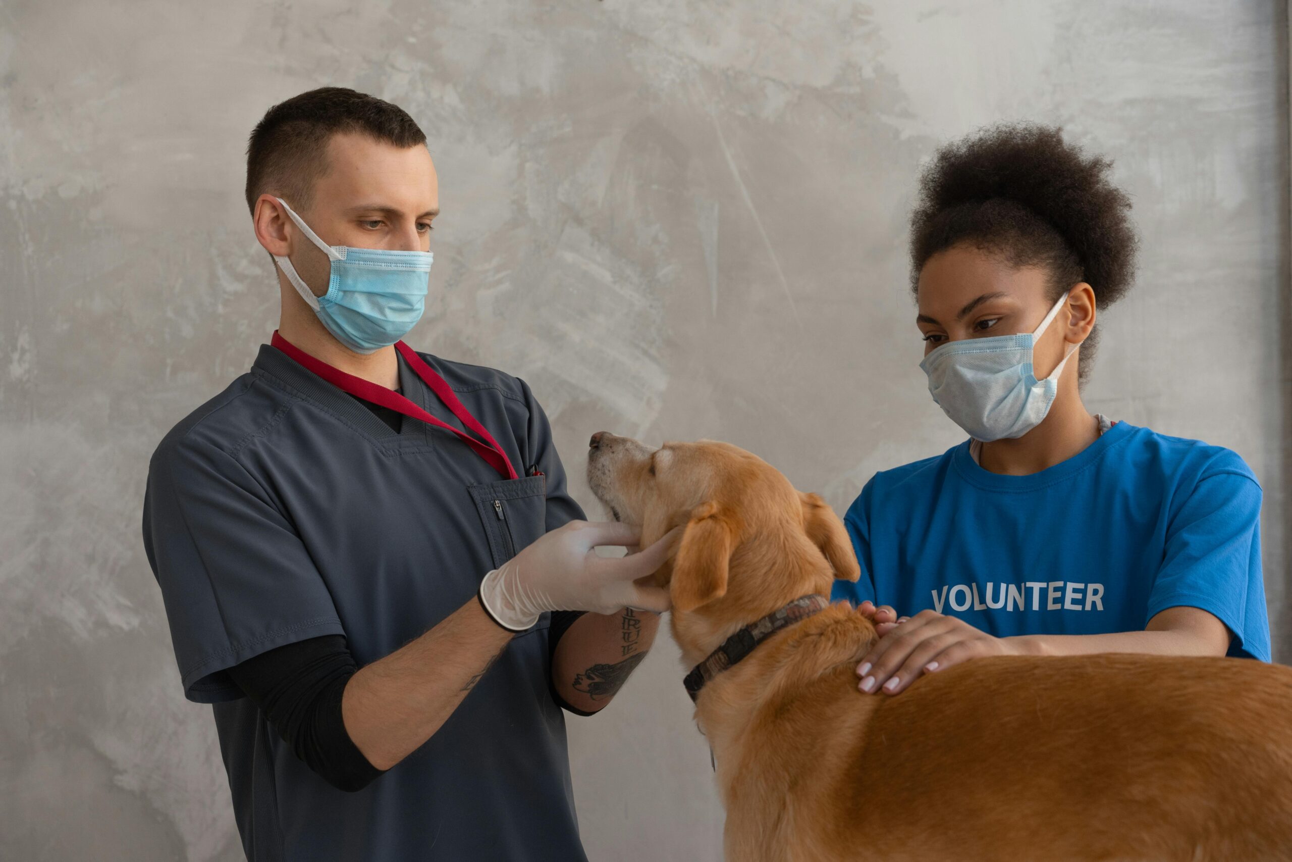  Golden Retriever getting a check-up at the vet.