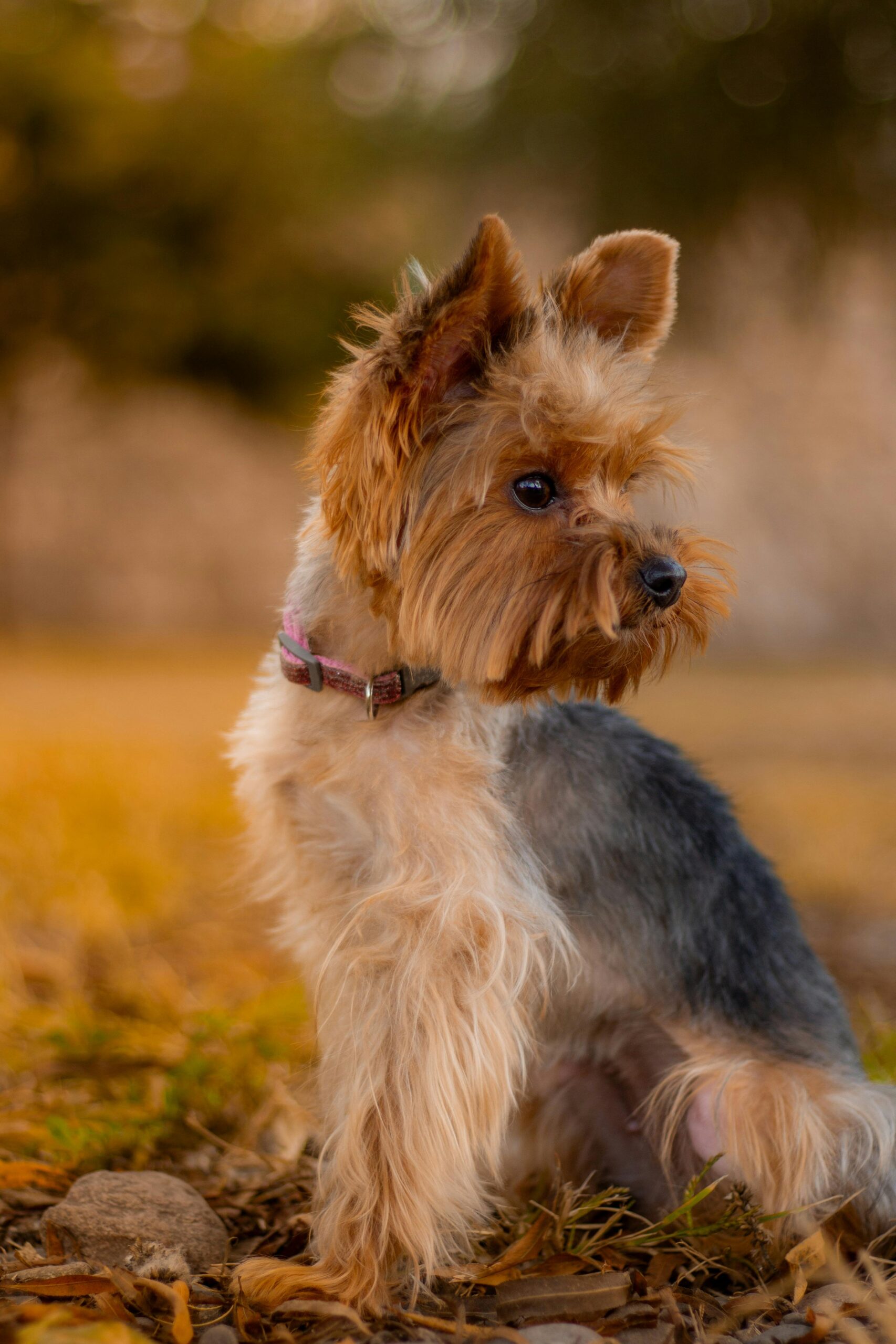  Dog with light-colored fur playing outside with sunscreen applied.