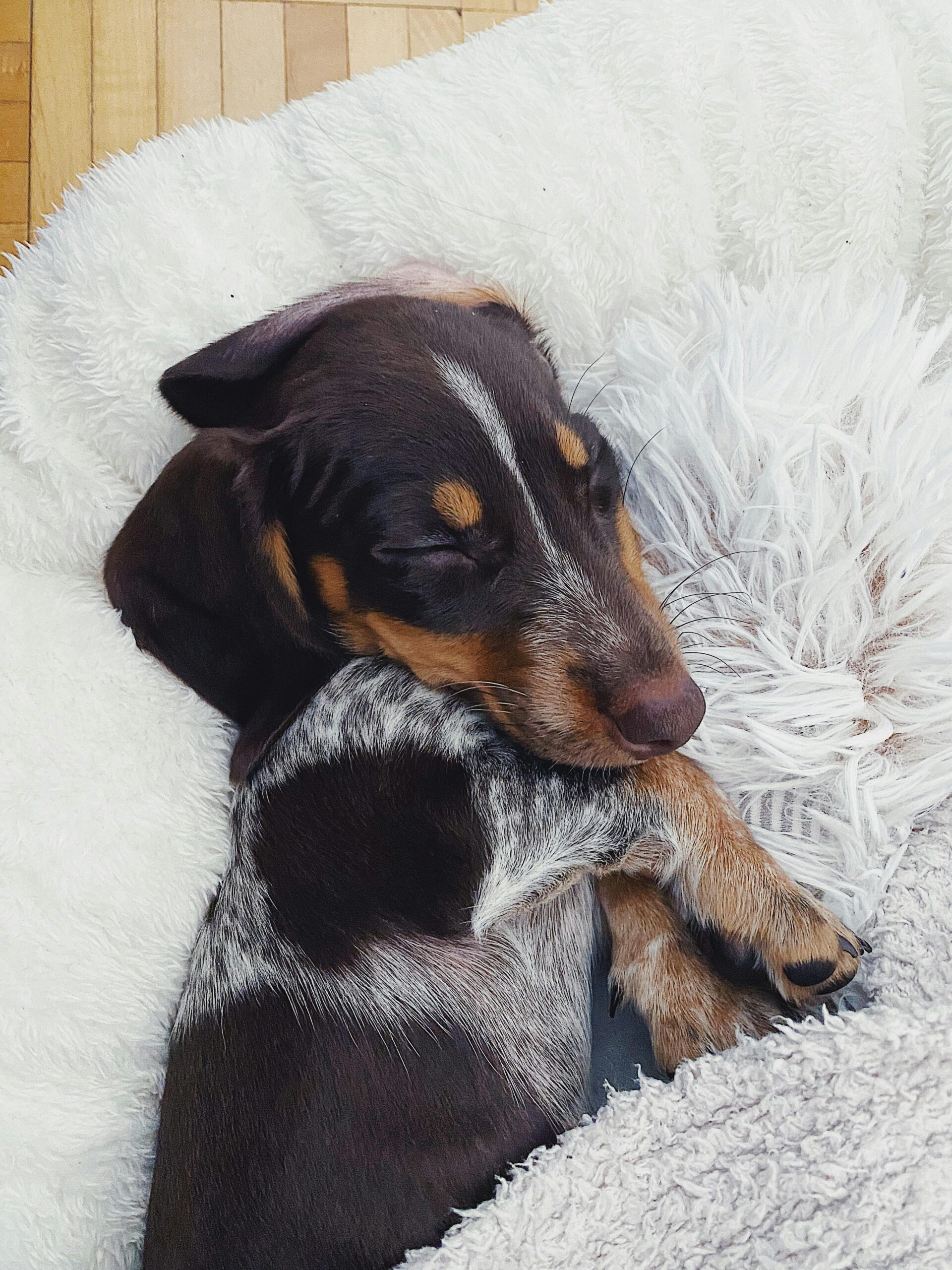 Dog snuggled up in a recycled material bed.