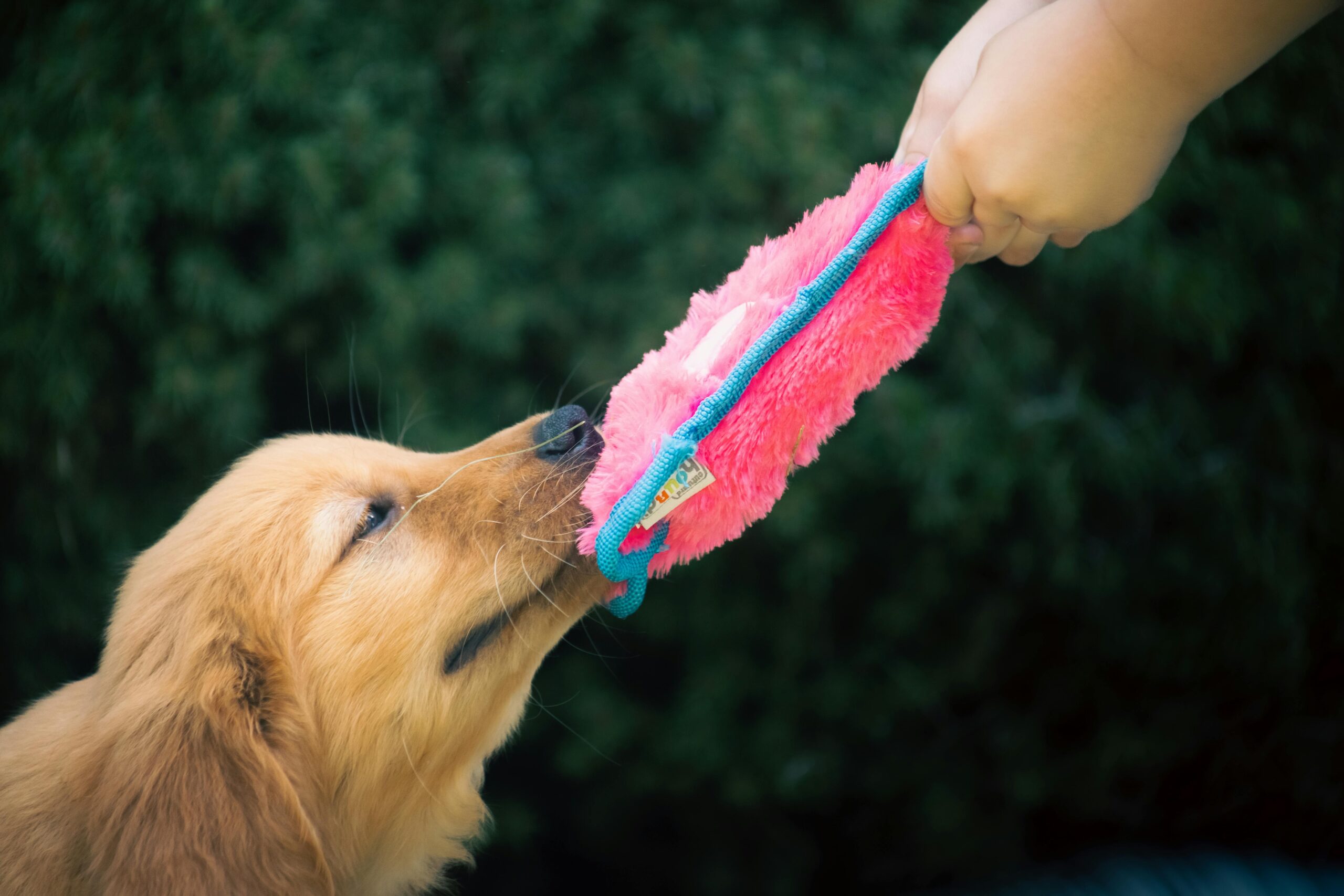 Dog enjoying a homemade treat.