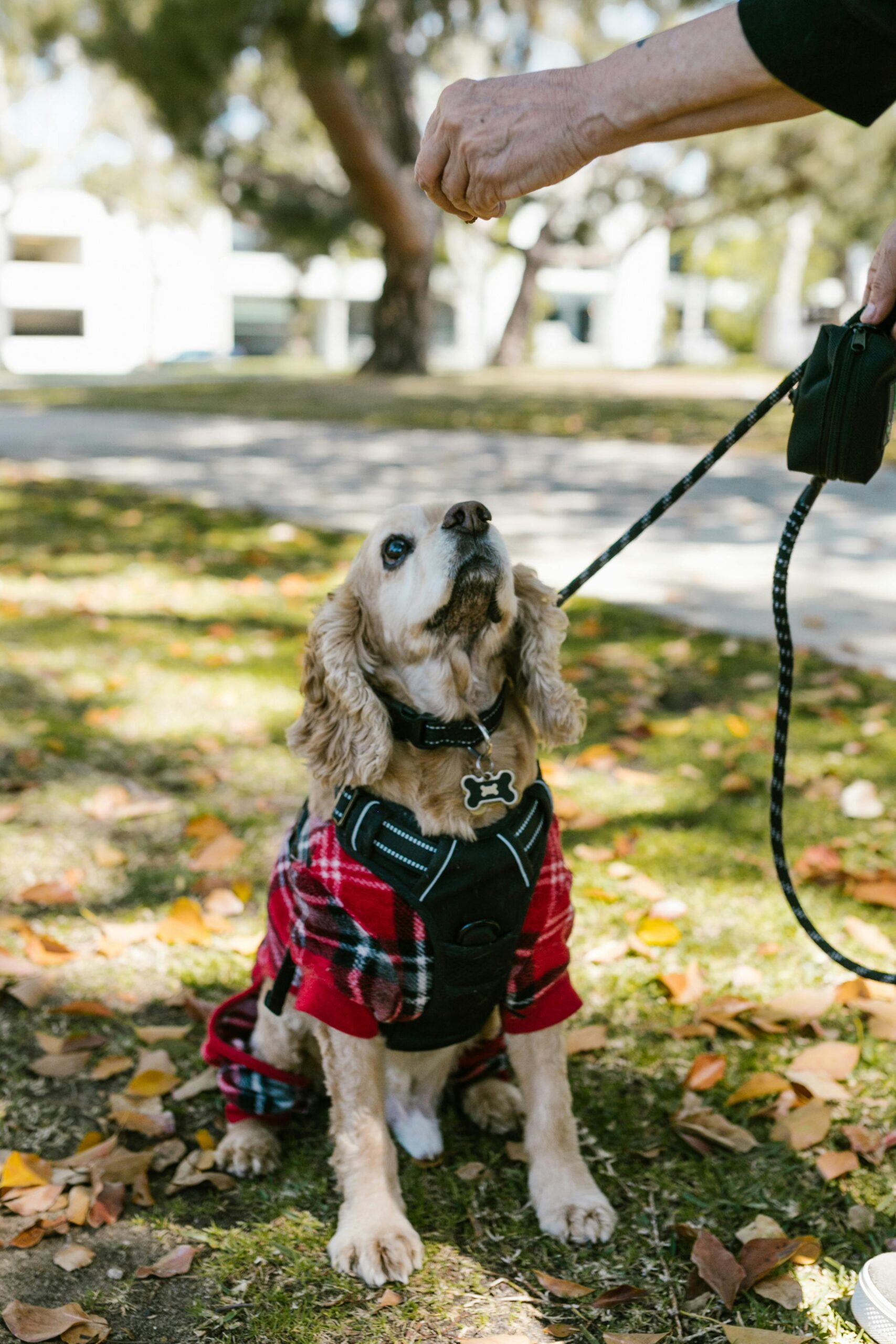 Sustainable dog collars made from natural fibers