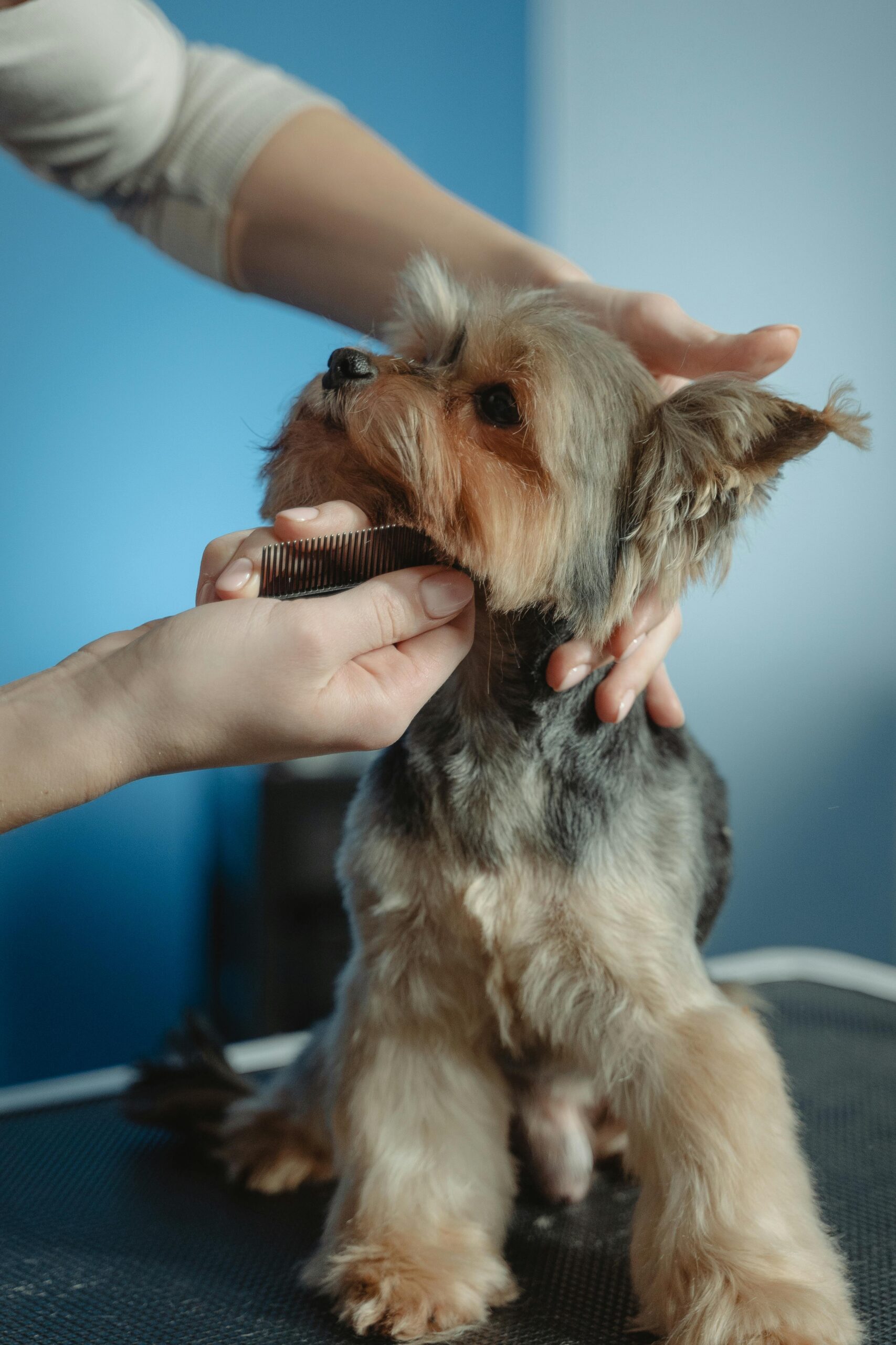  Dog being brushed with a bamboo brush.