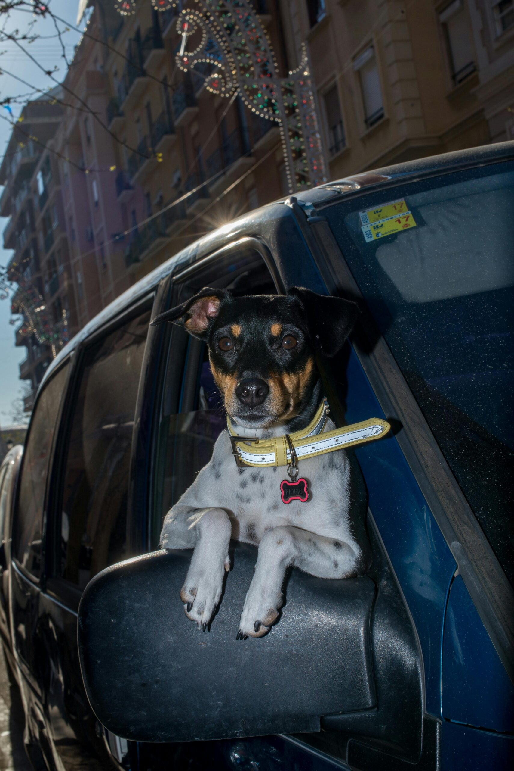 Close-up of a dog wearing a hemp collar.