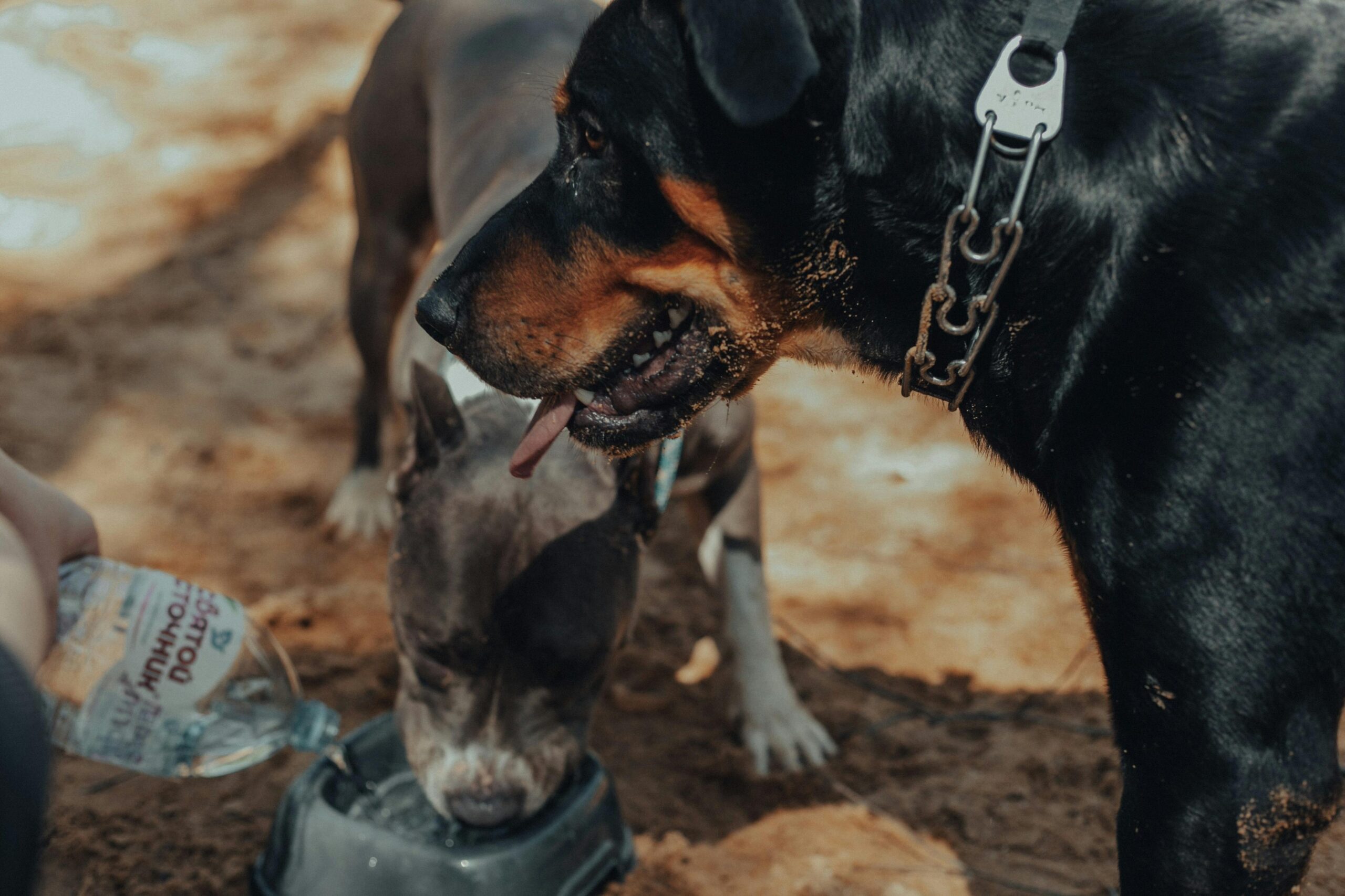 Dog drinking from a portable water bowl during a hike.