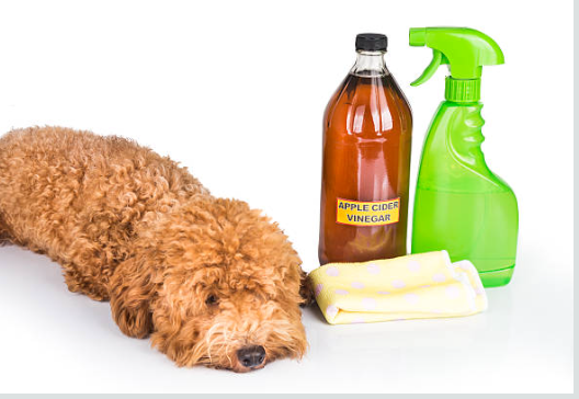 Spray bottle of apple cider vinegar solution for natural flea treatment.