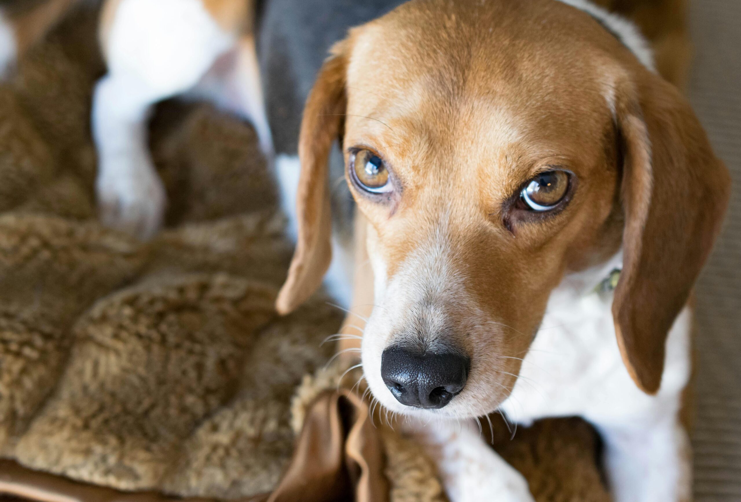 Beagle sniffing around in a colorful garden, looking inquisitive.