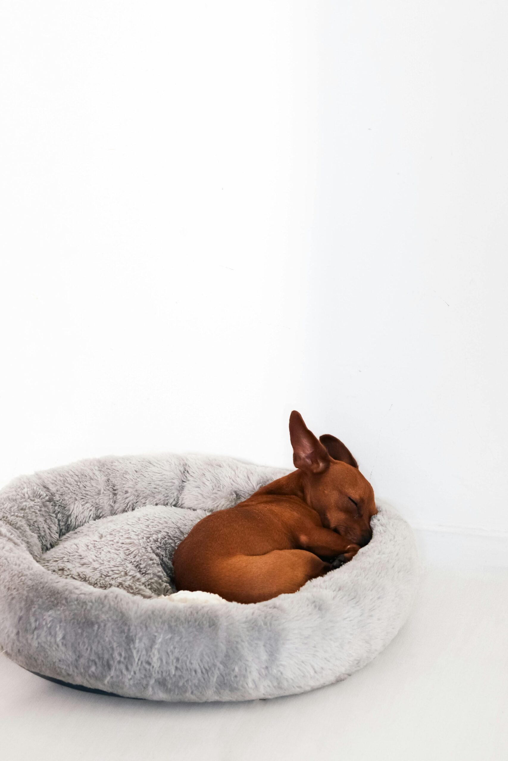 Luxury dog bed with high-quality memory foam and stylish design