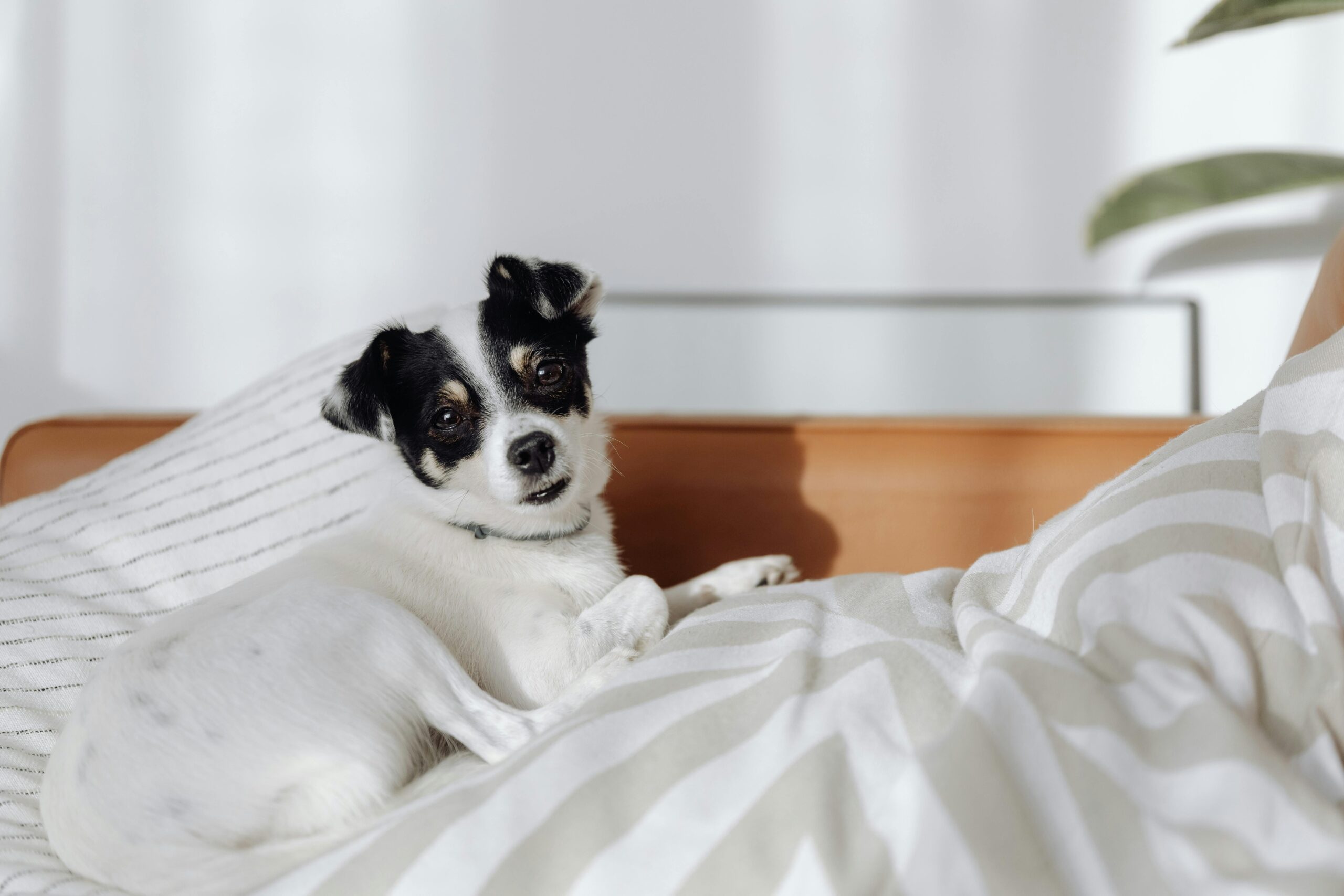  Dog Bed with memory foam base and durable cover