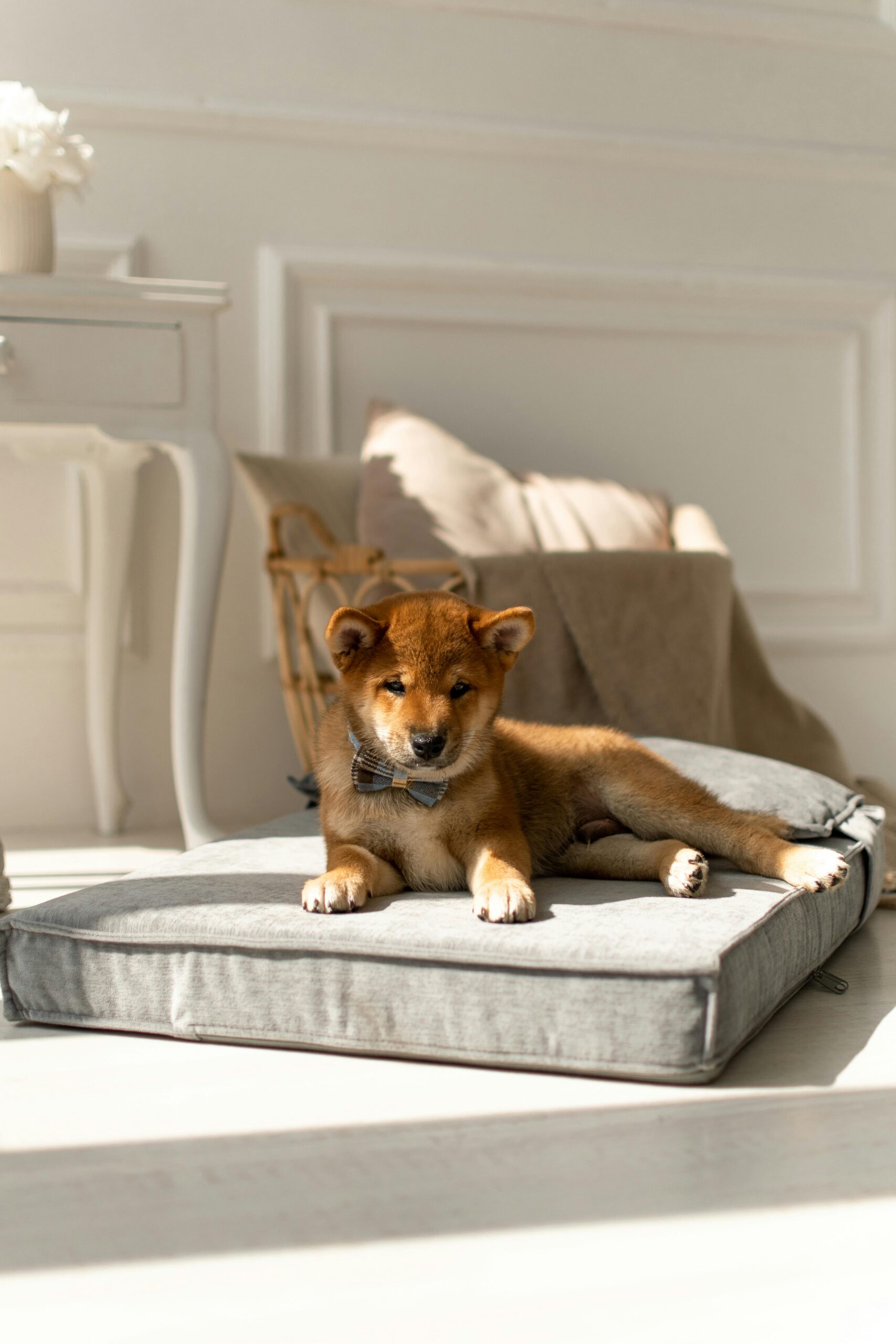 Orthopedic dog bed