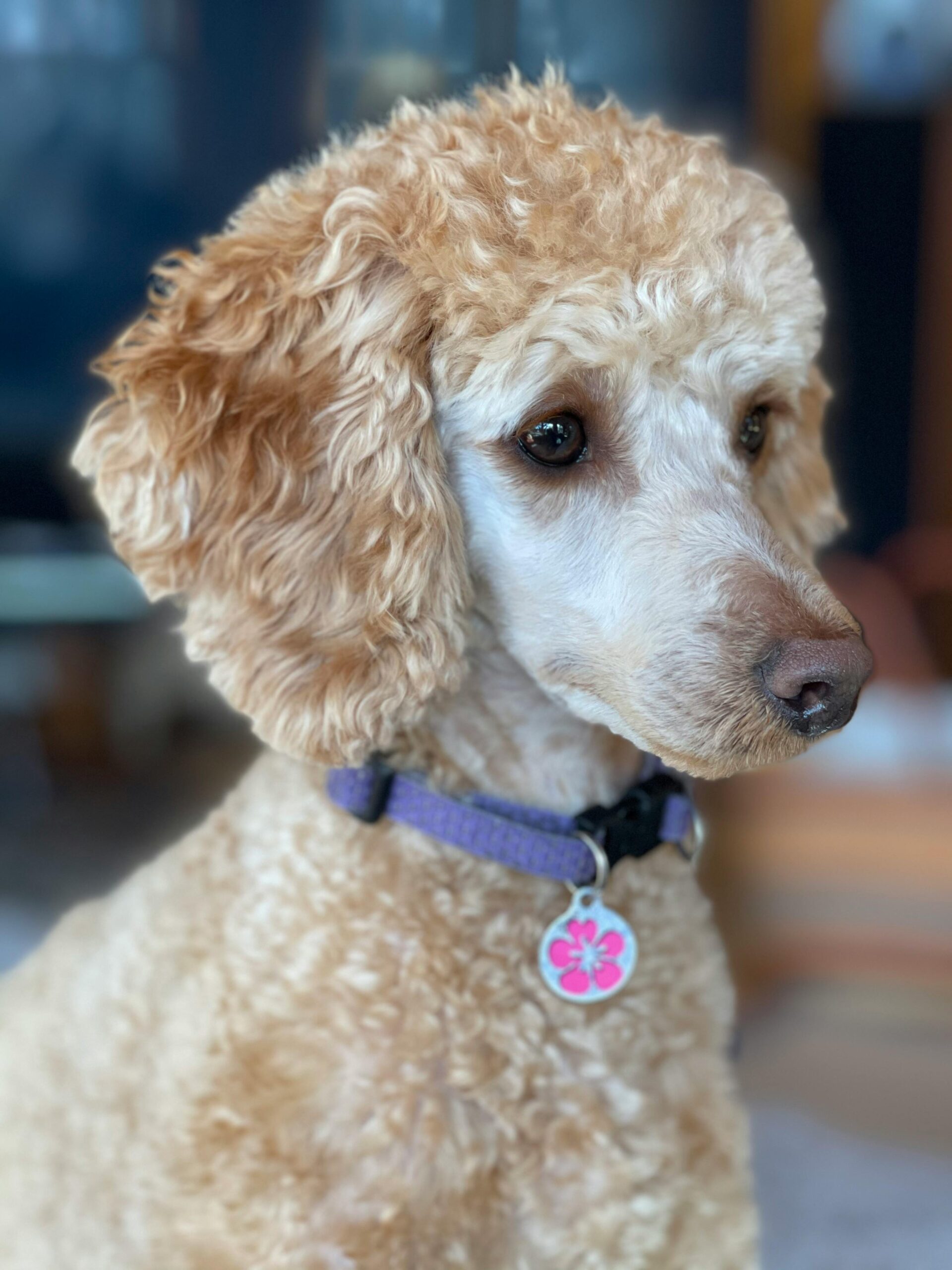 Well-groomed Poodle playing in a green yard, looking stylish.