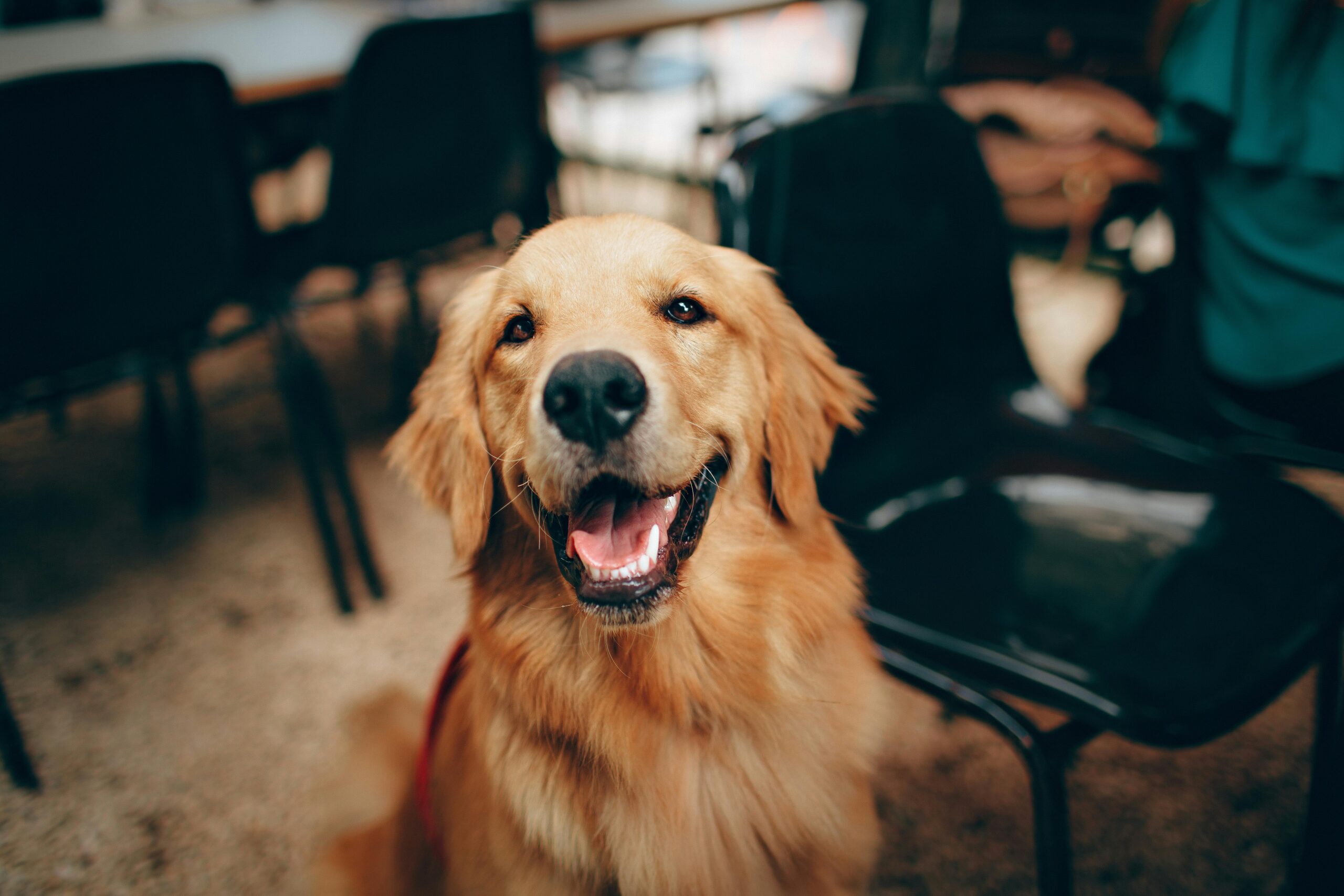 A person petting a relaxed dog on a couch, both looking calm and happy.