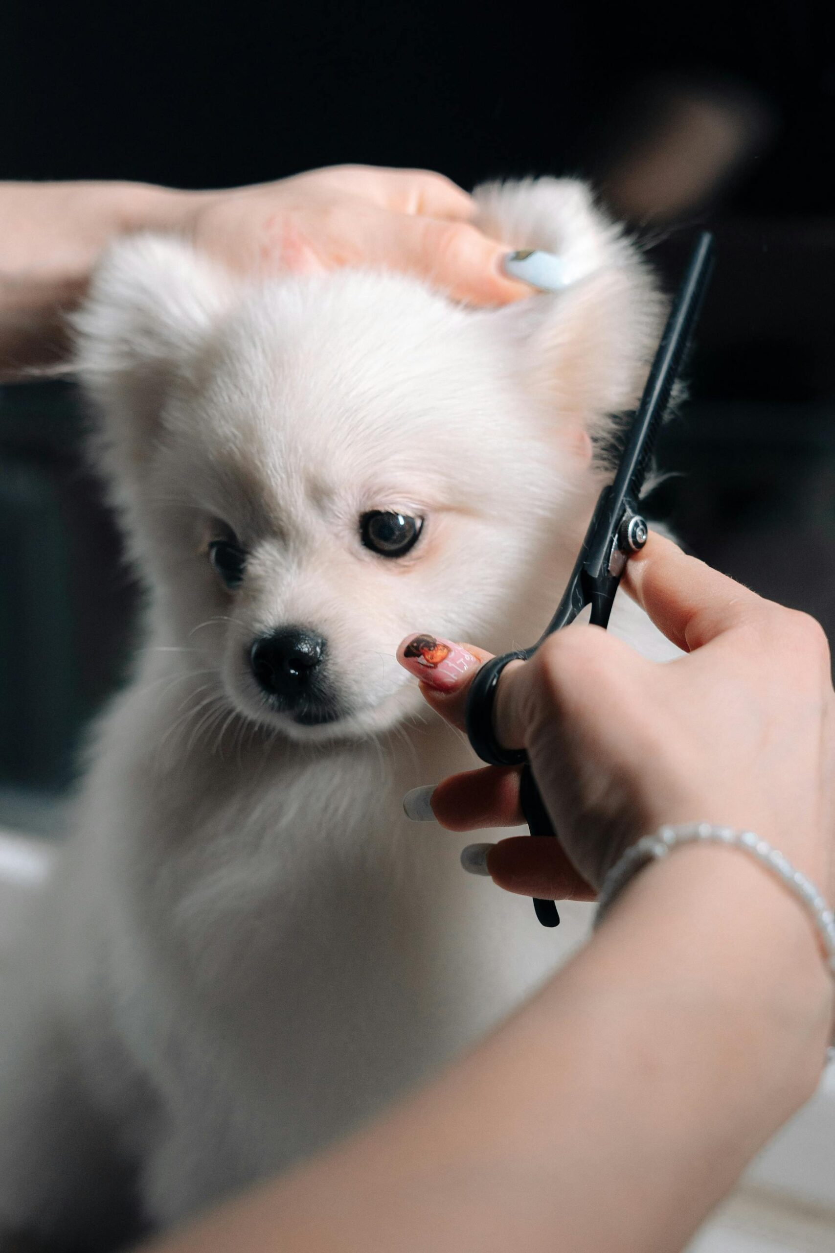 poppy grooming good 