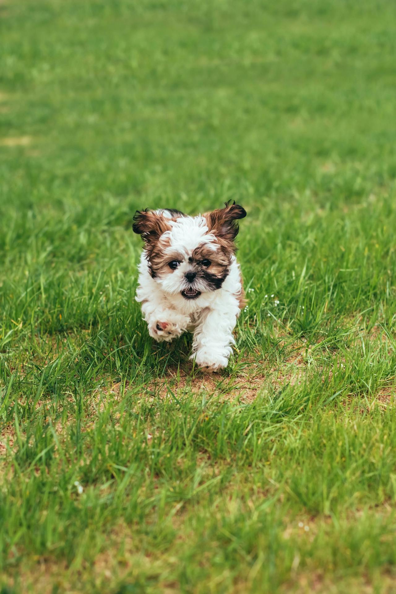 Lhasa Apso puppy sitting in a garden 