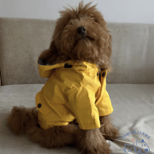 Dog wearing a waterproof raincoat, ready for a walk in the rain