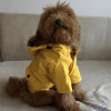 dog hoodie