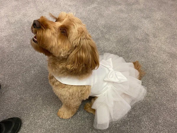 Doggie Bridal Dress