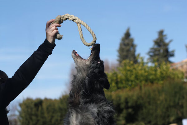 Natural dog toy made from hemp rope - The Curtain Holder