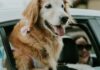 Golden Retriever with head out of the car window, enjoying the wind.