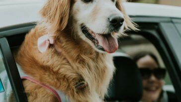 Golden Retriever with head out of the car window, enjoying the wind.