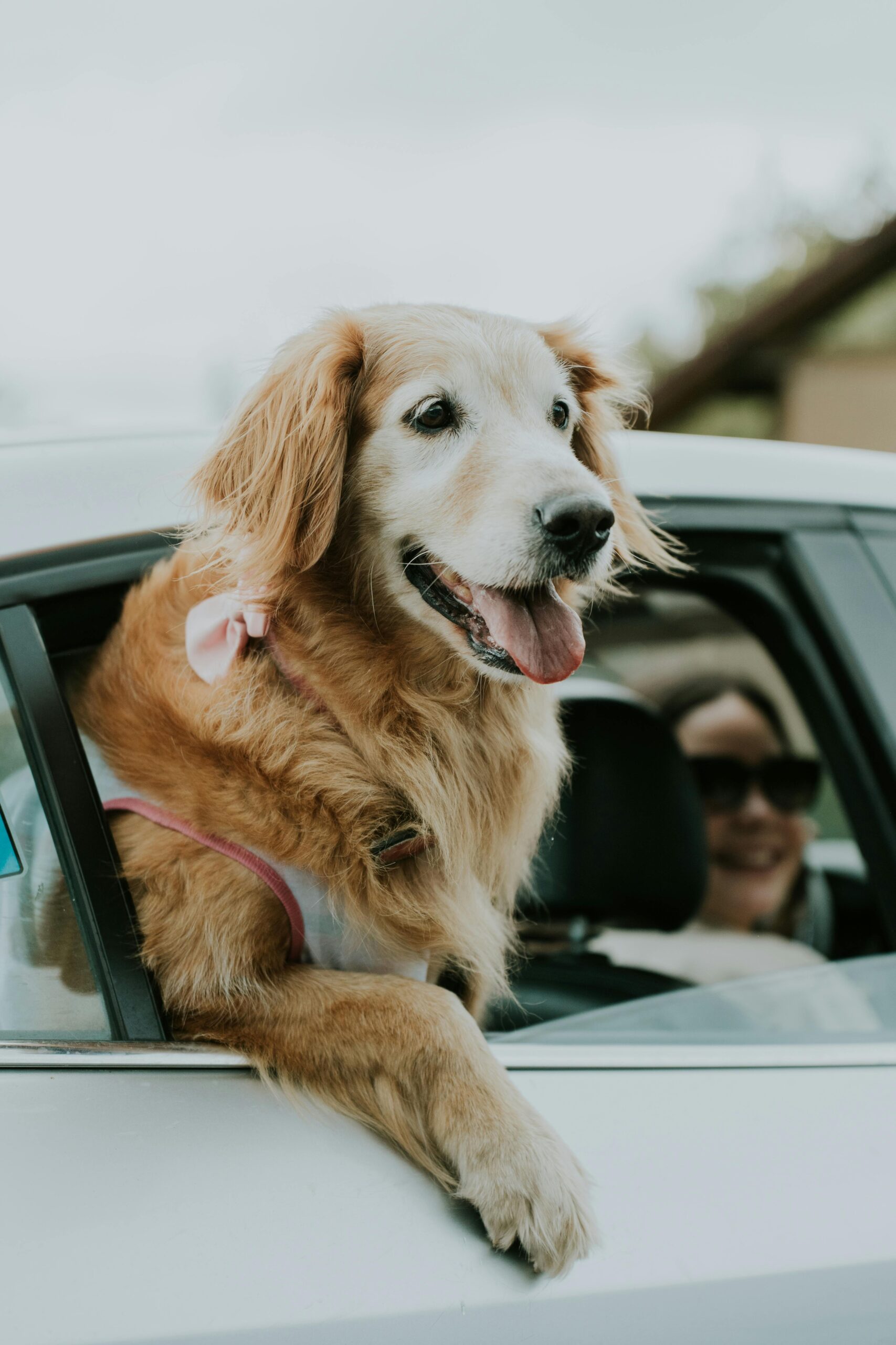 Golden Retriever with head out of the car window, enjoying the wind.