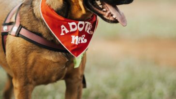 Customizable eco-friendly dog collar with vibrant patterns