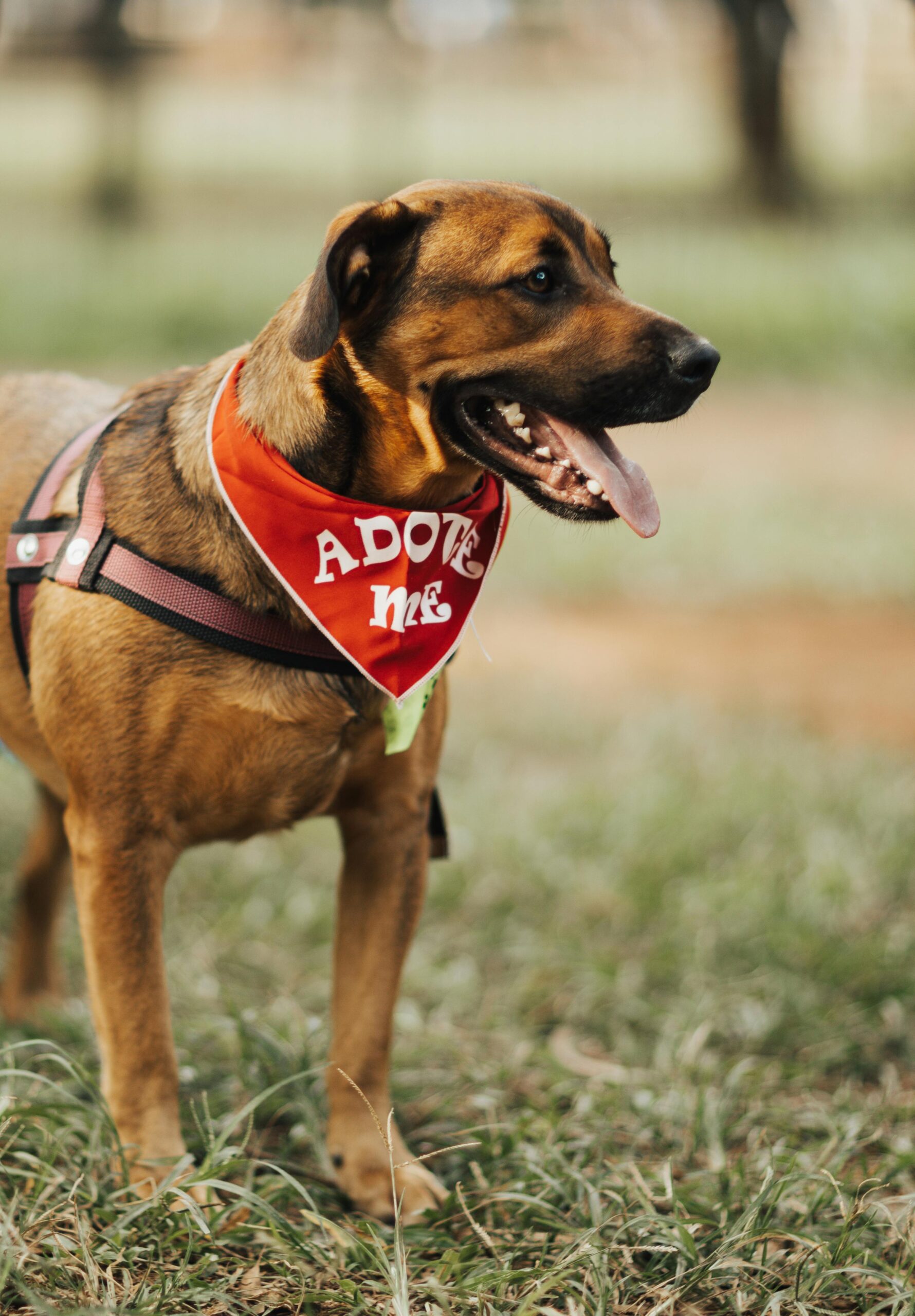 Customizable eco-friendly dog collar with vibrant patterns