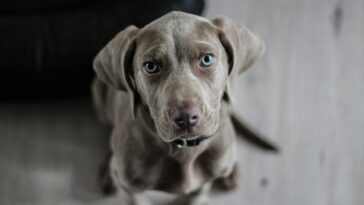 Great Dane puppies