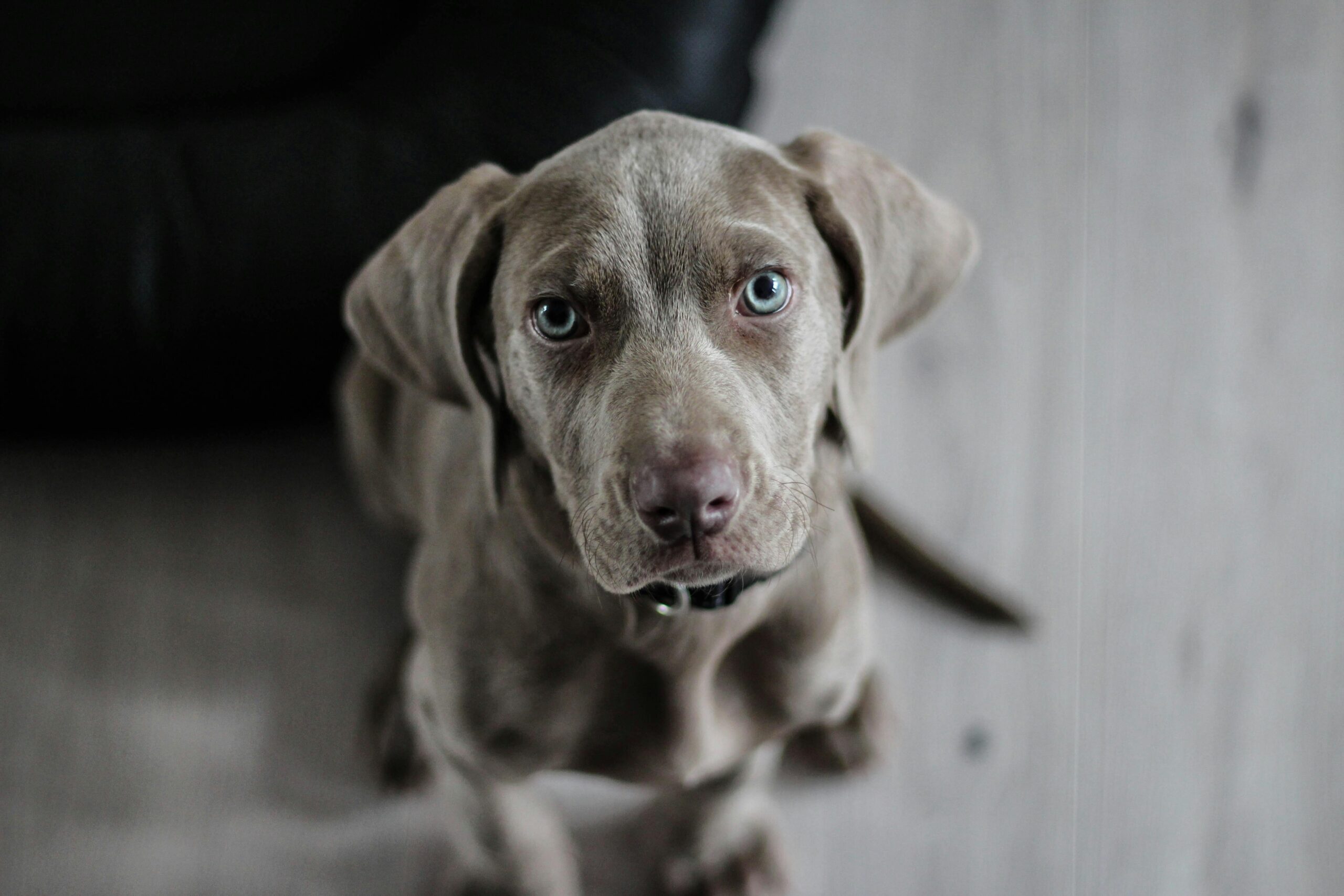 Great Dane puppies