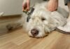 Owner brushing their dog to remove fleas naturally."