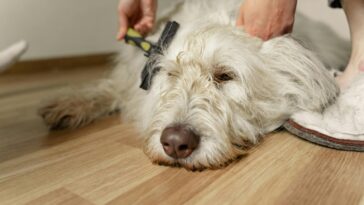 Owner brushing their dog to remove fleas naturally."