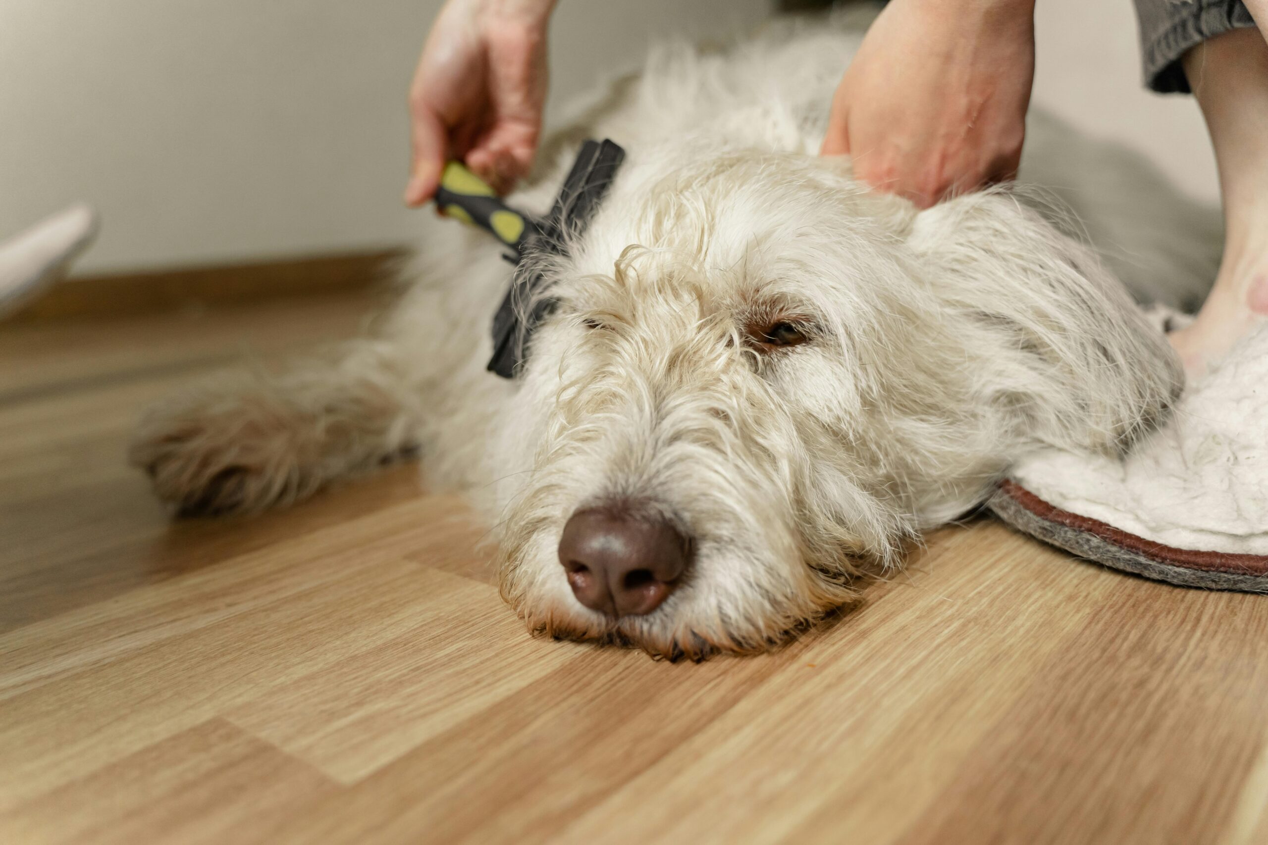 Owner brushing their dog to remove fleas naturally."