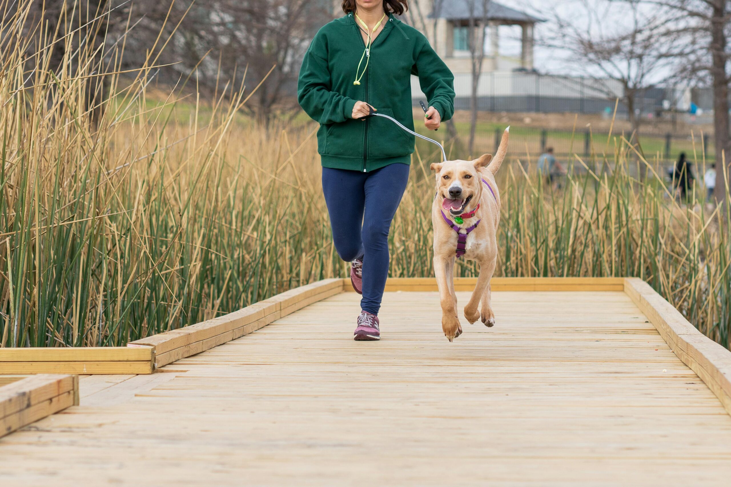 Fitness dogs